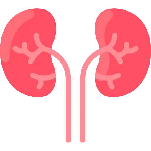 kidneys